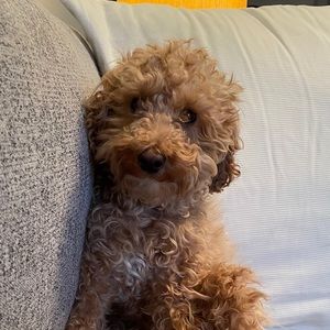 Meet your Posher, Justin